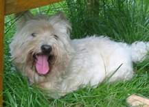 West Highland White Terrier-Rüde Pitou 