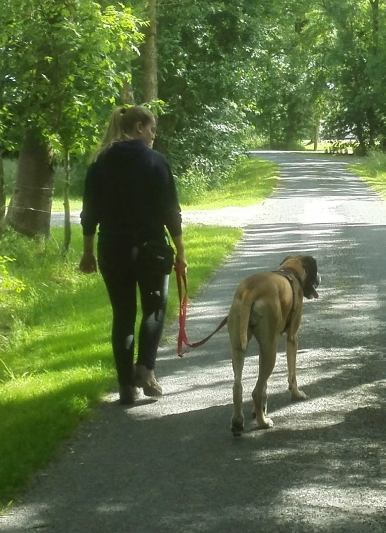 Schluss mit Ziehen dein Weg zur lockeren Leine Hundeschule Dog�s Life