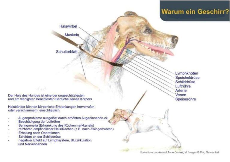 B wie… Hundeschule Dog